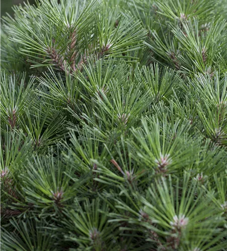 Pinus nigra