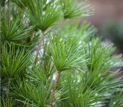 Sciadopitys verticillata