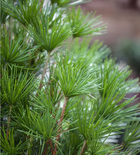Sciadopitys verticillata