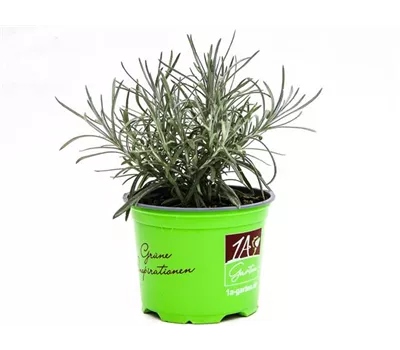 Helichrysum thianshanicum