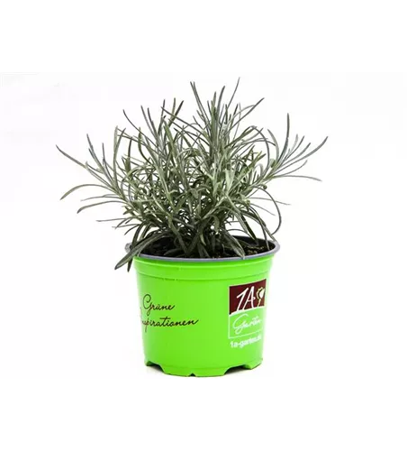 Helichrysum thianshanicum