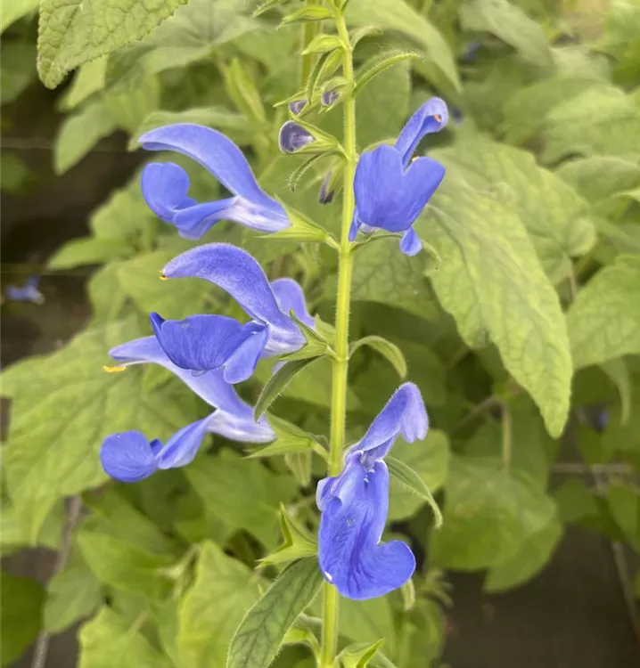 Mexikanischer Salbei 'Oceana® Blue'