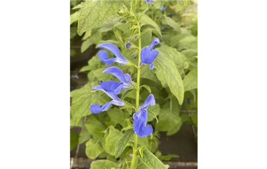 Salvia patens 'Oceana® Blue' Salvia patens 'Oceana® Blue'