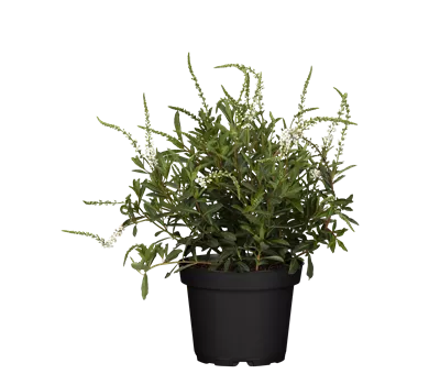 Lysimachia fortunei 'Autumn Snow'