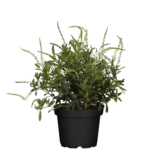 Lysimachia fortunei 'Autumn Snow'