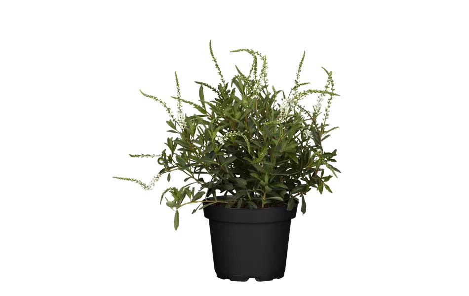 Lysimachia fortunei 'Autumn Snow'