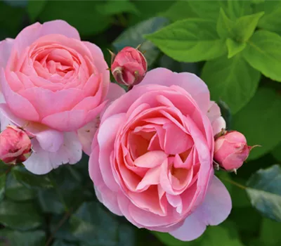 Rose ´Darling´