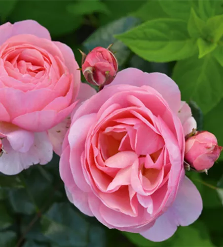 Rose ´Darling´