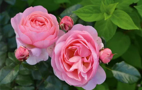 Rose ´Darling´