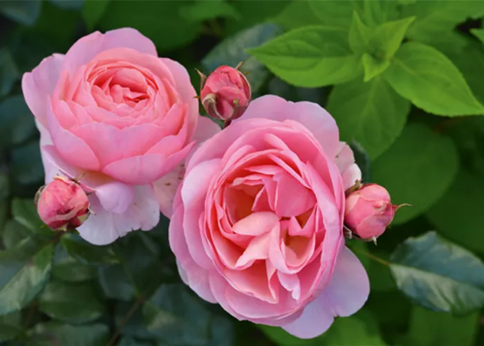 Rose ´Darling´