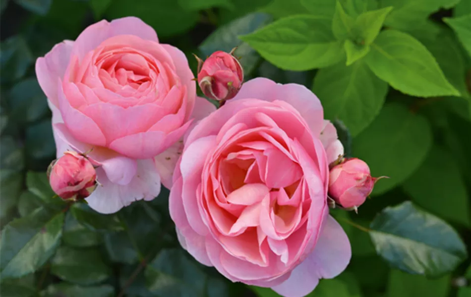 Rose ´Darling´