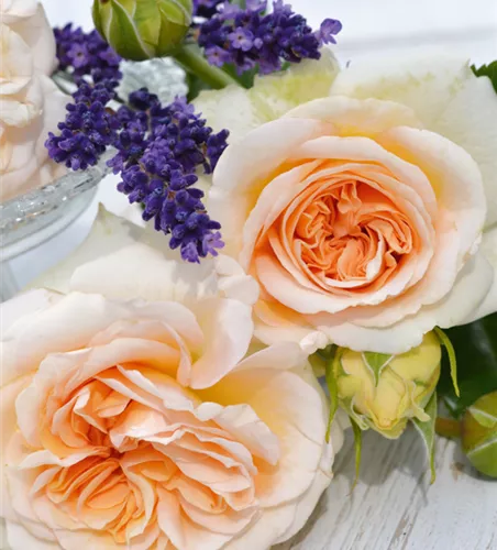 Rose ´Audienz´