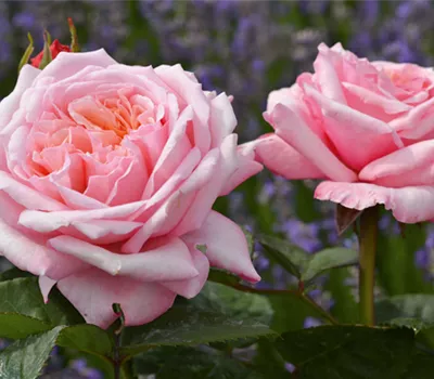 Rose ´Never ending story´