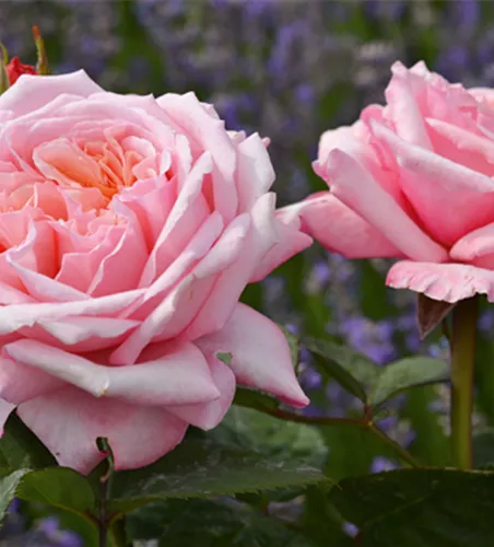 Rose ´Never ending story´