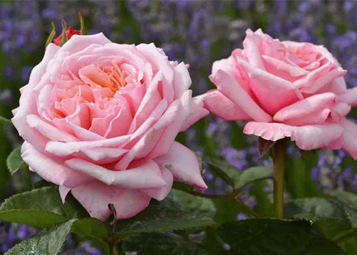 Rose ´Never ending story´