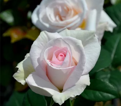 Rose ´ A perfect day´