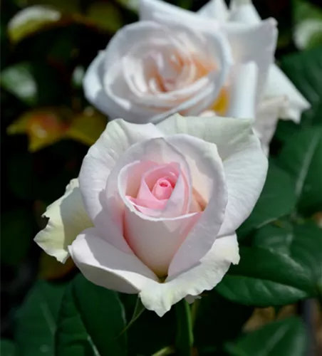 Rose ´ A perfect day´