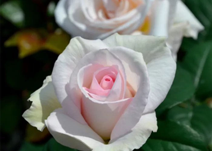Rose ´ A perfect day´