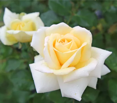 Rose ´Ambiente´