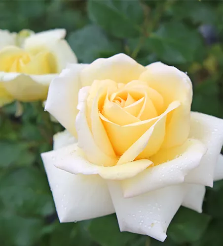 Rose ´Ambiente´