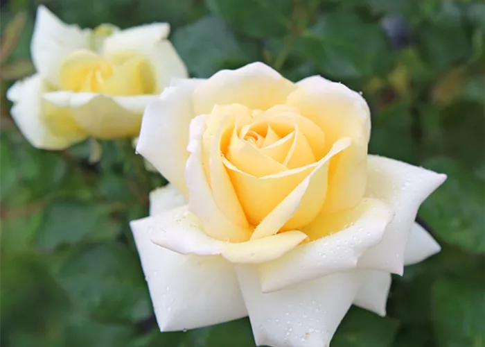 Rose ´Ambiente´
