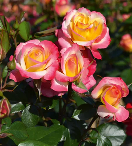 Rose ´Euphoria´