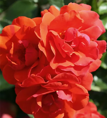 Rose ´Westpoint´