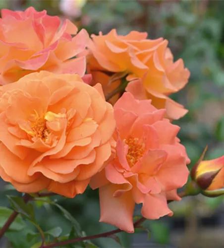 Rose ´Westzeit´