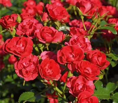 Rose ´Balou´ ADR