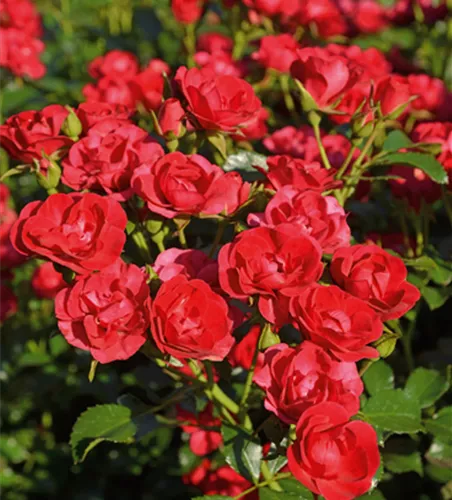 Rose ´Balou´ ADR