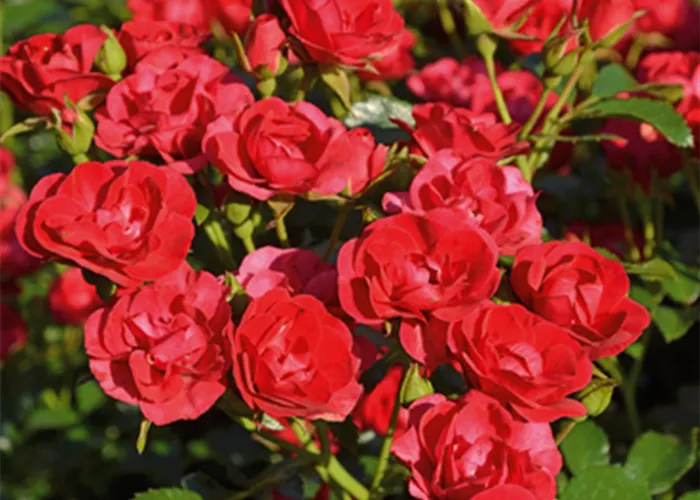 Rose ´Balou´ ADR
