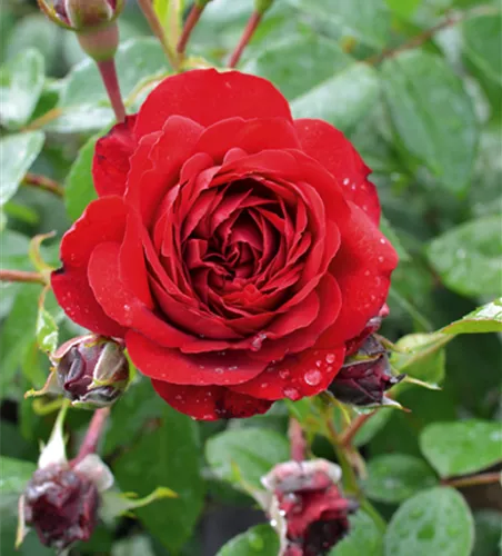Rose ´Belkanto´
