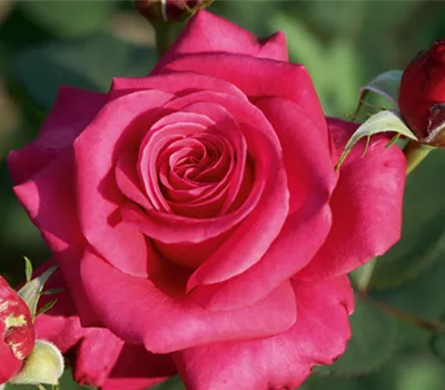 Rose ´Charisma´