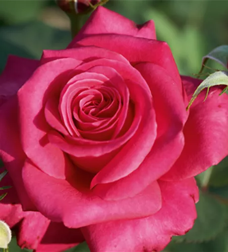 Rose ´Charisma´