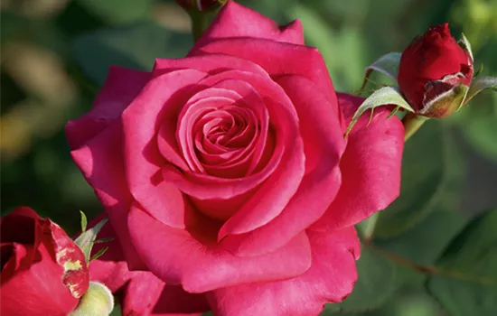 Rose ´Charisma´