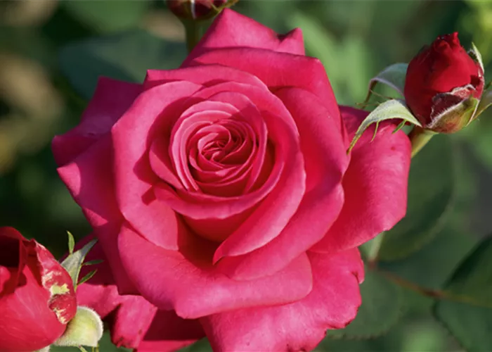 Rose ´Charisma´