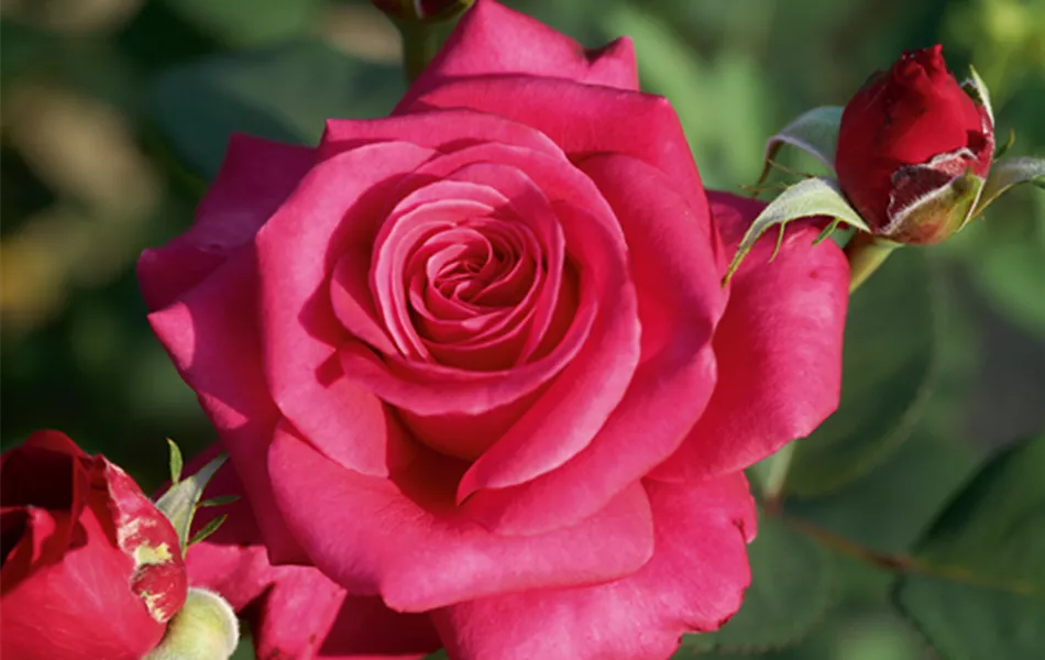 Rose ´Charisma´