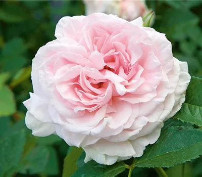 Rose ´Graciosa´