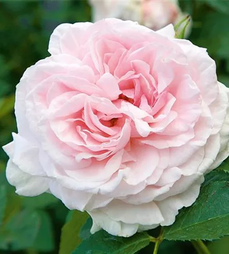 Rose ´Graciosa´