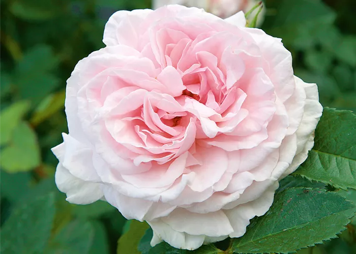 Rose ´Graciosa´