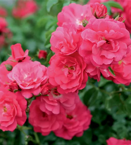 Rose ´Heidetraum´ ADR Weltrose