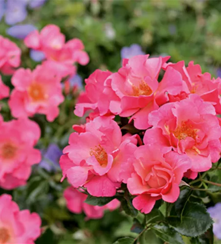 Rose ´Hoppla´