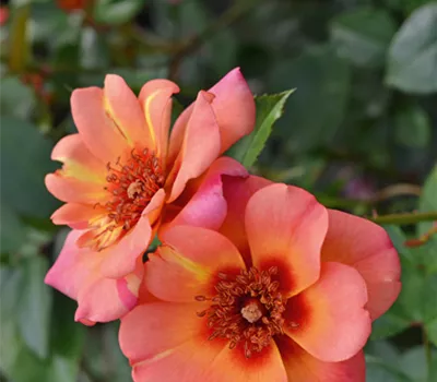 Rose ´Jojo Peach´