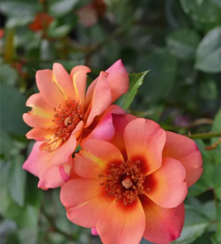 Rose ´Jojo Peach´