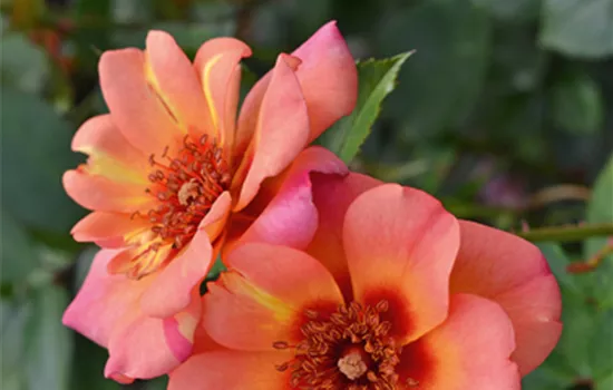 Rose ´Jojo Peach´