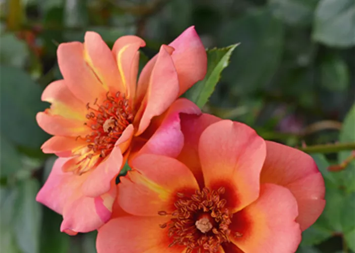 Rose ´Jojo Peach´