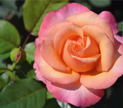 Rose ´Saloon´