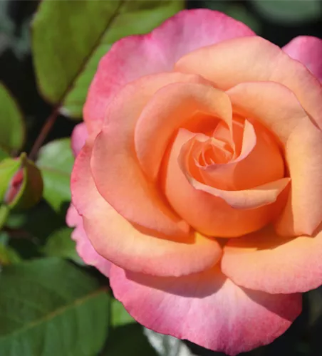 Rose ´Saloon´