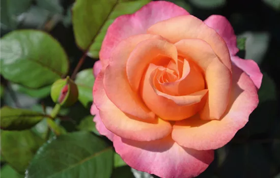 Rose ´Saloon´