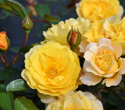 Rose ´Sonnenglanz´